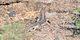 Nadir görülen step kertenkelesi Doğu Anadolu'nun zorlu coğrafyasında yaşıyor