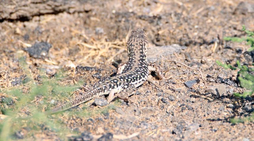 Nadir görülen step kertenkelesi Doğu Anadolu'nun zorlu coğrafyasında yaşıyor