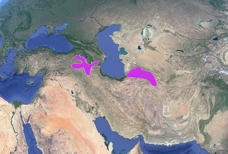 Çok nadir görülüyor! Step kertenkelesi tarıma büyük fayda sağlıyor G4