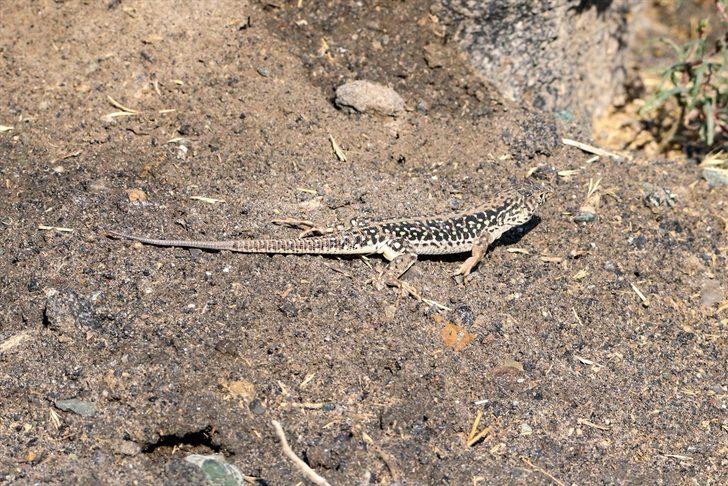 Çok nadir görülüyor! Step kertenkelesi tarıma büyük fayda sağlıyor G2