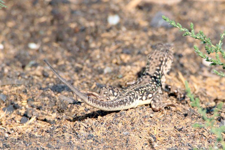 Çok nadir görülüyor! Step kertenkelesi tarıma büyük fayda sağlıyor G3