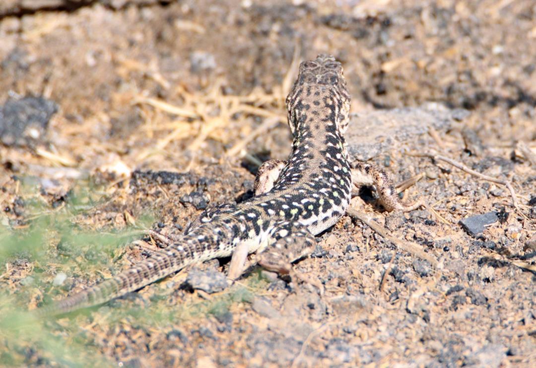 &Ccedil;ok nadir g&ouml;r&uuml;l&uuml;yor! Step kertenkelesi tarıma b&uuml;y&uuml;k fayda sağlıyor