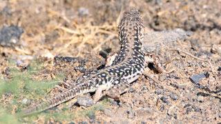 Çok nadir görülüyor! Step kertenkelesi tarıma büyük fayda sağlıyor