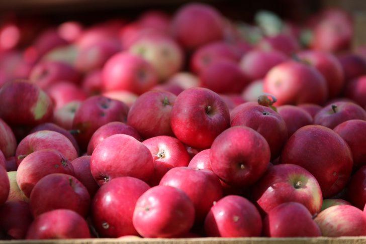 Kastamonu'da yaklaşık 23 bin ton elma rekoltesi bekleniyor G1