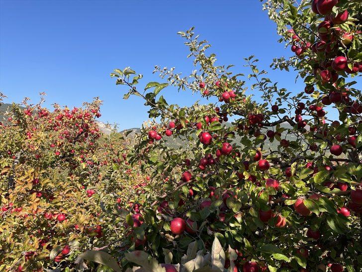 Kastamonu'da yaklaşık 23 bin ton elma rekoltesi bekleniyor G2