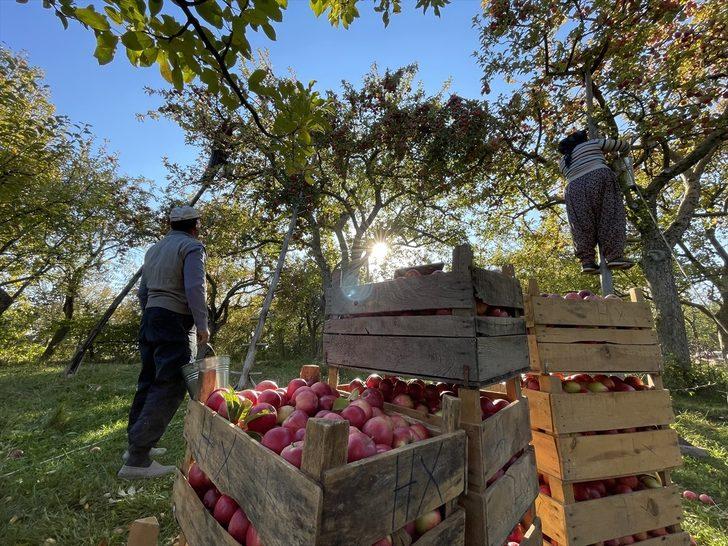 Kastamonu'da yaklaşık 23 bin ton elma rekoltesi bekleniyor G3