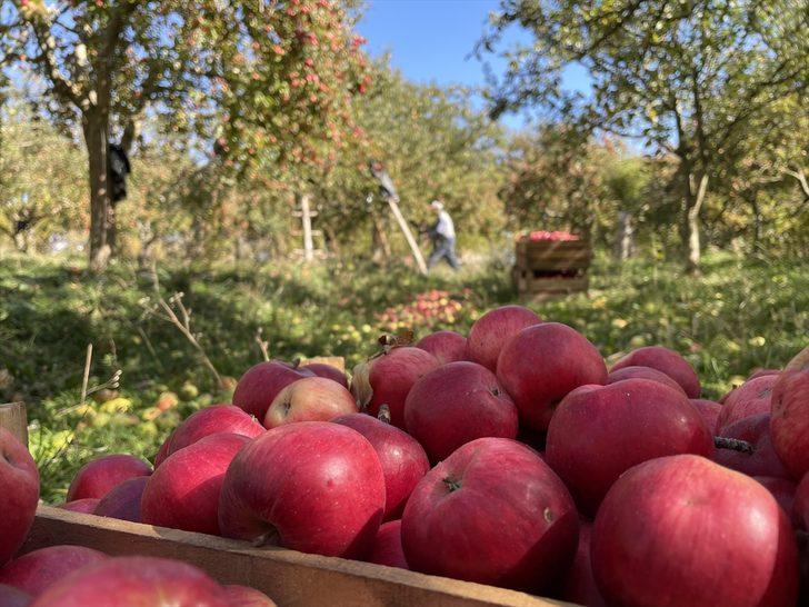 Kastamonu'da yaklaşık 23 bin ton elma rekoltesi bekleniyor G5