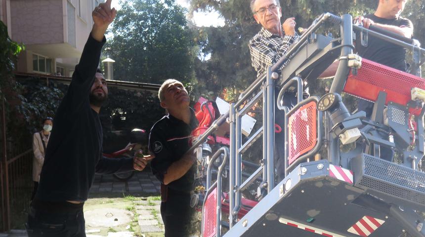 Yer: İstanbul! Papağan evden kaçtı, itfaiye ve aile seferber oldu