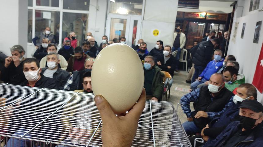 Açık artırmayla satılan deve kuşu yumurtasını almak için birbirlerine yarıştılar! 