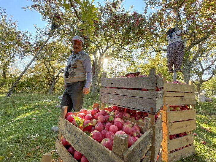 Kastamonu'da yaklaşık 23 bin ton elma rekoltesi bekleniyor G4