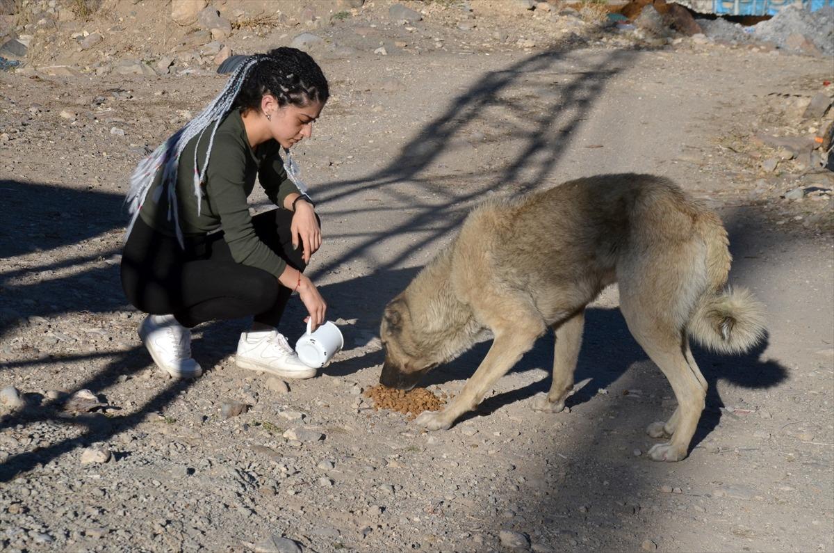 Baraj nedeniyle boşaltılan k&ouml;yde sahipsiz kalan k&ouml;pekler destek bekliyor