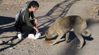 Baraj nedeniyle boşaltılan köyde sahipsiz kalan köpekler destek bekliyor