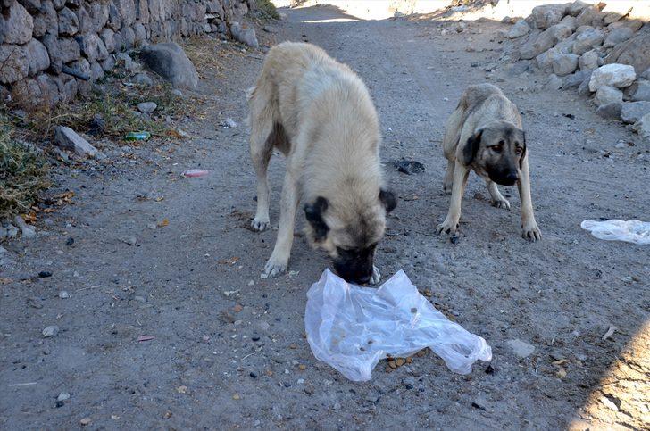 Baraj nedeniyle boşaltılan köyde sahipsiz kalan köpekler destek bekliyor G2