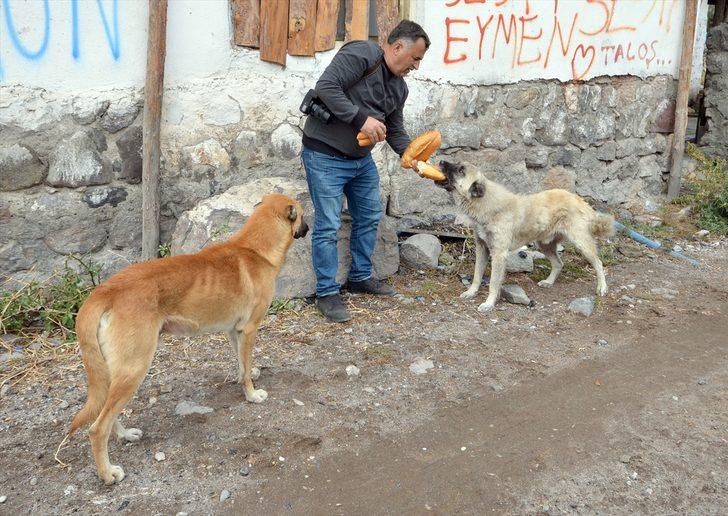 Baraj nedeniyle boşaltılan köyde sahipsiz kalan köpekler destek bekliyor G3