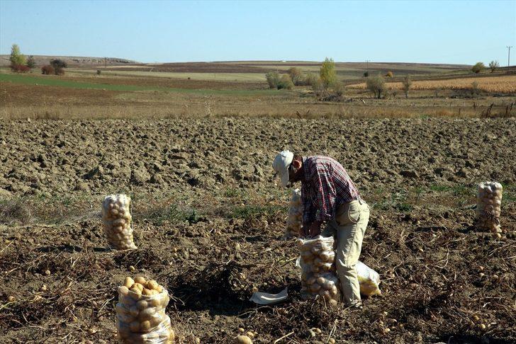 Tokat'ta üretilen patates verimi ve fiyatıyla üreticisini sevindirdi G1