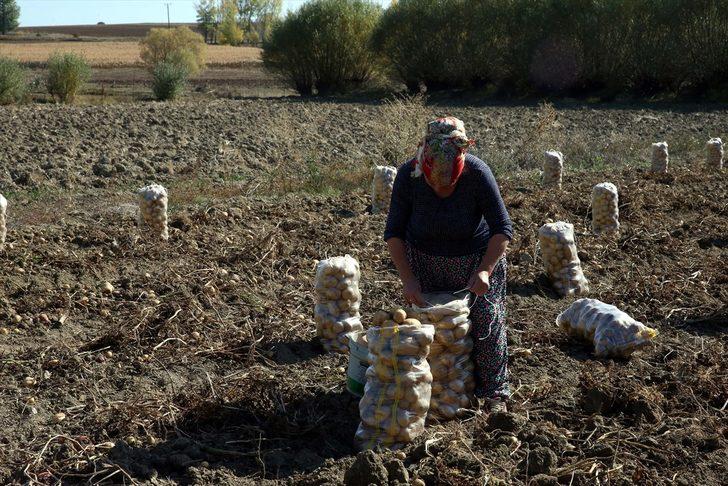 Tokat'ta üretilen patates verimi ve fiyatıyla üreticisini sevindirdi G2
