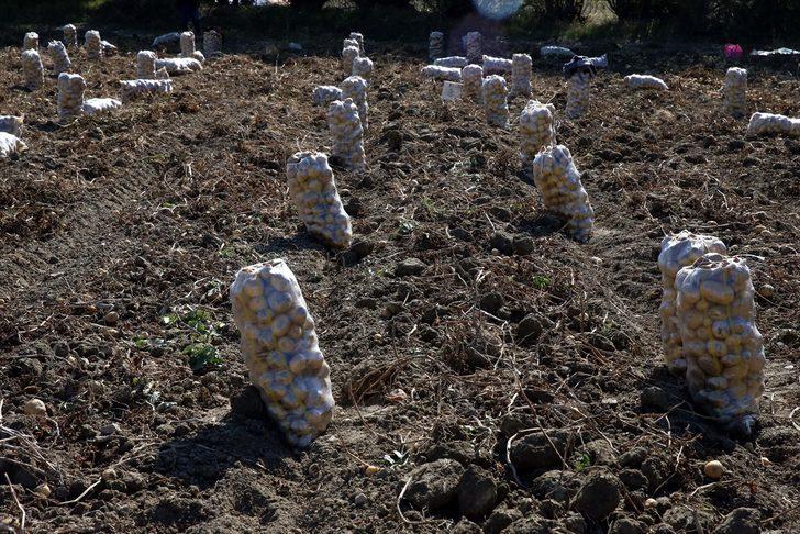 Tokat'ta üretilen patates verimi ve fiyatıyla üreticisini sevindirdi G3