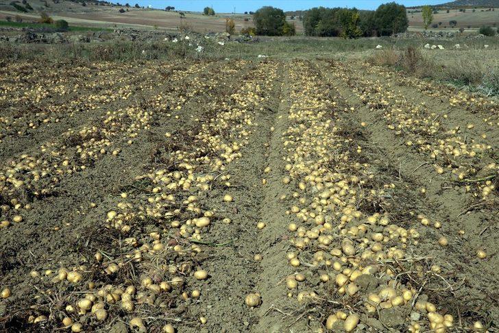 Tokat'ta üretilen patates verimi ve fiyatıyla üreticisini sevindirdi G4
