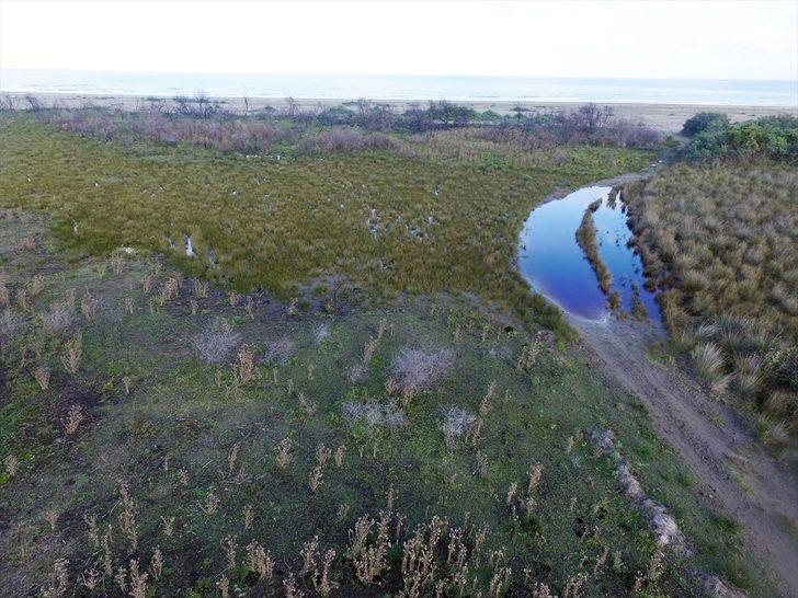 Kızılırmak Deltası'nda yanan alanlar 1 yılda doğal yapısına kavuştu G3