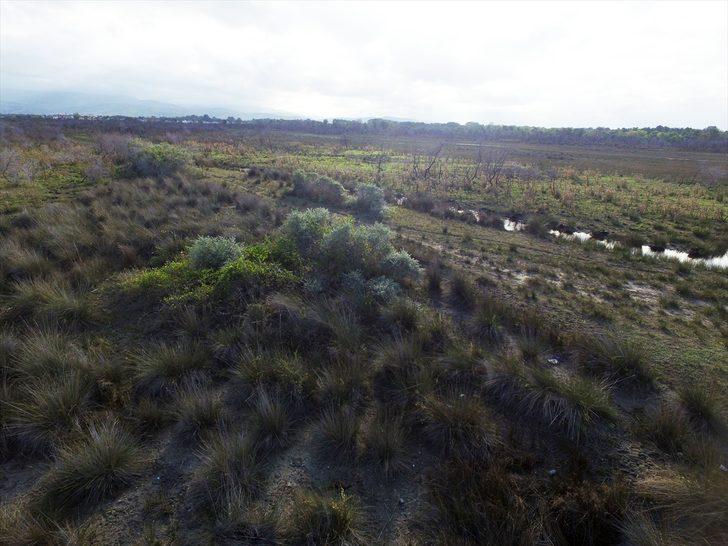 Kızılırmak Deltası'nda yanan alanlar 1 yılda doğal yapısına kavuştu G4