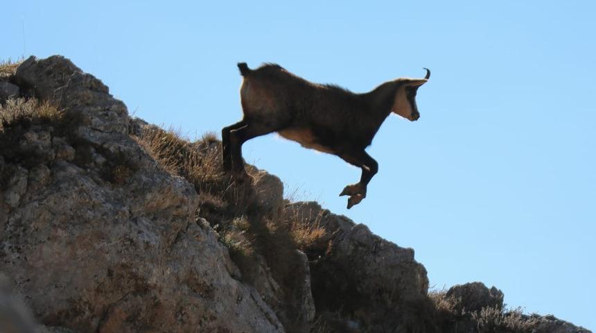 Dağların zirvelerinde yaşıyorlar! Böyle görüntülendi