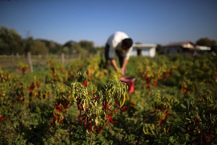 Tatlı kıl sivri biberi üreticileri günlük 130 TL'ye çalışacak işçi bulamıyor G1