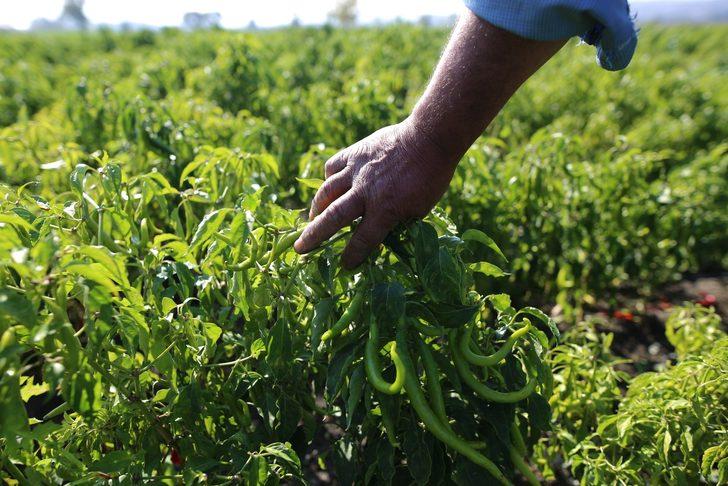 Tatlı kıl sivri biberi üreticileri günlük 130 TL'ye çalışacak işçi bulamıyor G3