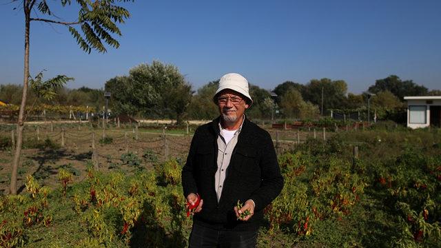 Tatlı kıl sivri biberi üreticileri günlük 130 TL'ye çalışacak işçi bulamıyor