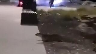 Kurbağalıdere'de su samuru görenleri şaşırttı