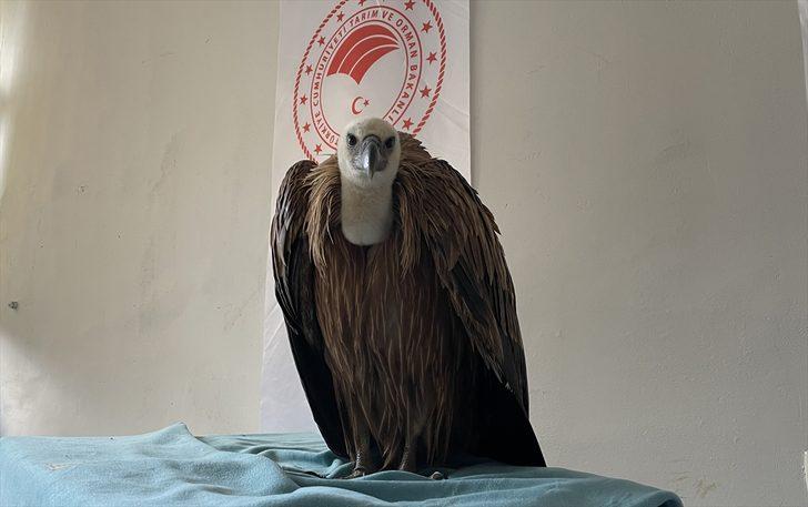 Çanakkale'de bitkin bulunan kızıl akbaba koruma altına alındı G1