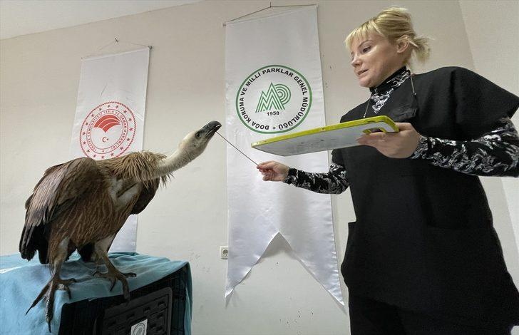Çanakkale'de bitkin bulunan kızıl akbaba koruma altına alındı G2