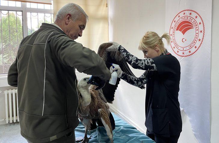 Çanakkale'de bitkin bulunan kızıl akbaba koruma altına alındı G3