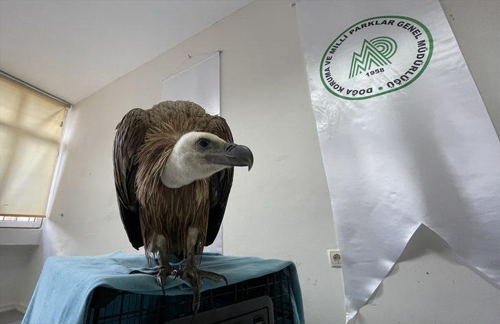 Çanakkale'de bitkin bulunan kızıl akbaba koruma altına alındı G5