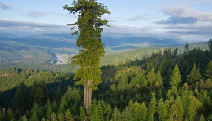 Guinness Rekorlar Kitabı’na girdi! Dünyanın en uzun ağacı:Hyperion