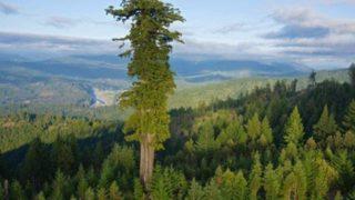 Guinness Rekorlar Kitabı’na girdi! Dünyanın en uzun ağacı:Hyperion