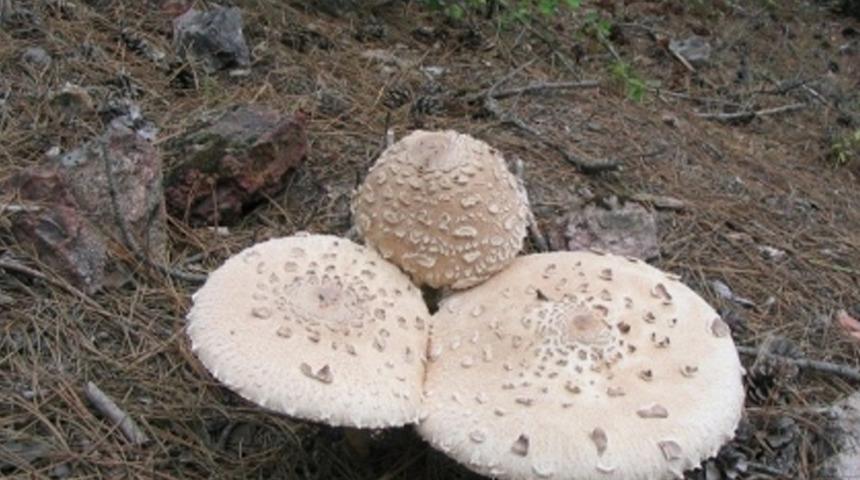 Yaban mantarlarını tüketmeyin