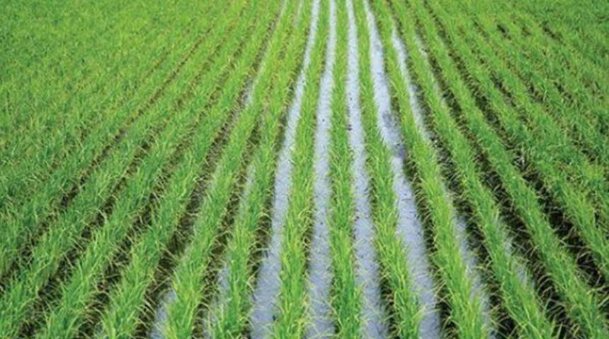 Çeltik nedir? Çeltik nerelerde yetişir?