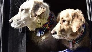 Evde hayvan beslemek çocuklar için yararlı