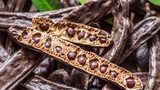 Keçiboynuzu binbir derde deva