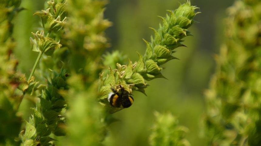 Şifalı oldukları kadar tehlikeli bitkiler