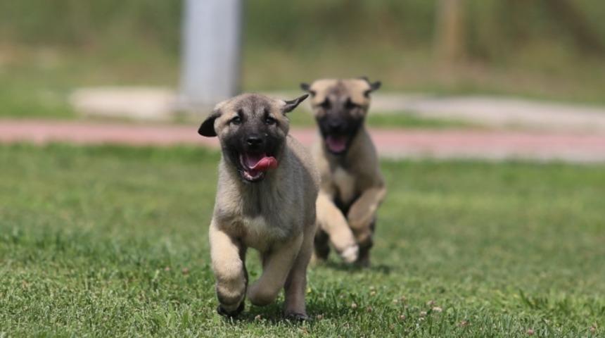 Uzmanlardan k&ouml;pek sevme uyarısı