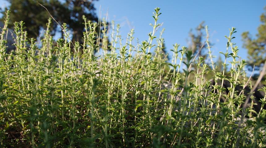 Mikropların düşmanı 'kekik'
