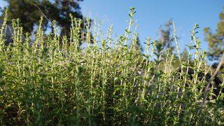 Mikropların düşmanı 'kekik'