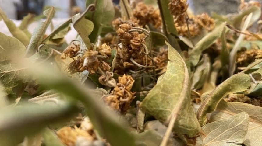 Ihlamur deyip ge&ccedil;meyin