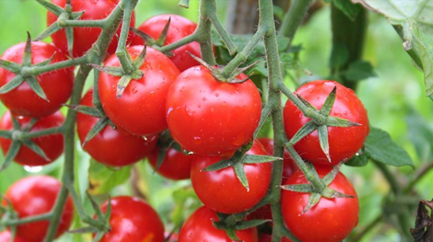 Domates kırmızısı şifa kaynağı