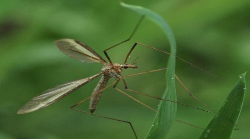 Şark çıbanında alınması gereken önlemler