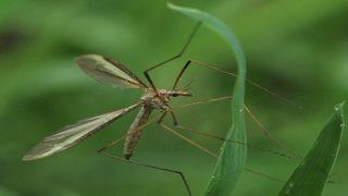 Şark çıbanında alınması gereken önlemler