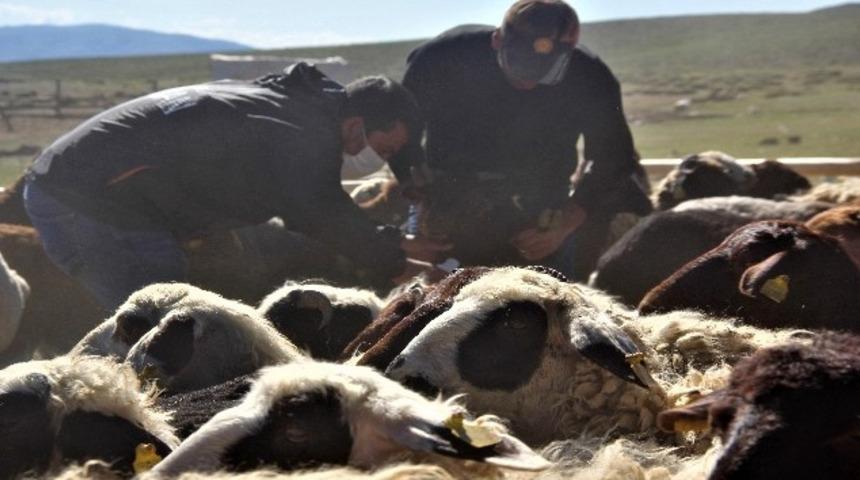 Zoonoz hastalıkları, tehdit ediyor