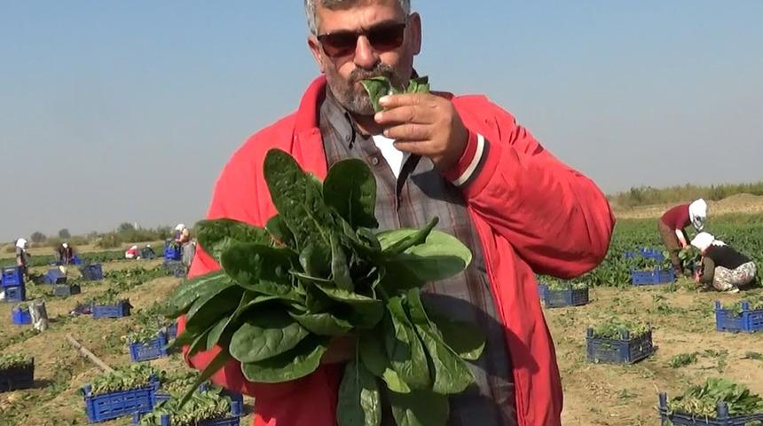 &Uuml;reticiler, 'zehirli' haberlerine tepki g&ouml;sterip &ccedil;iğ ıspanak yedi