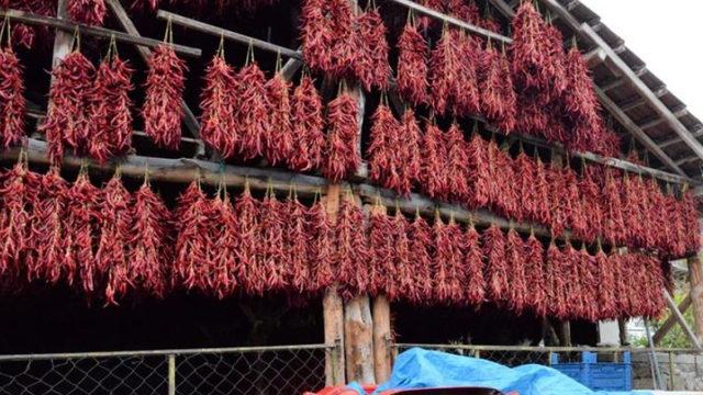 Bu acı biberi 150 yıldır aynı tohumdan üretiyorlar! ''Dünyaya tanıtılmaya hazır''